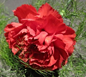 red-carnation-597798_1280