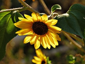 sunflower-62049_1280