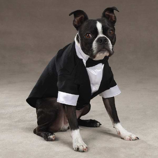View Pet Wedding Clothes Yappily EverAfter GroomTuxedos for Dogs 