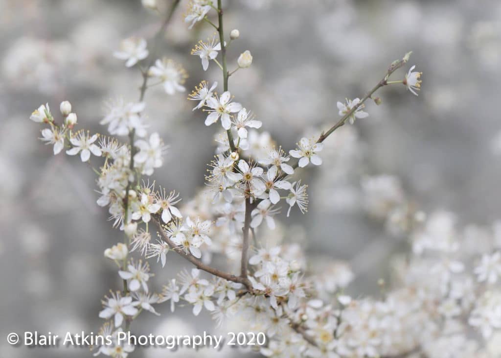 Blair Atkins Photography