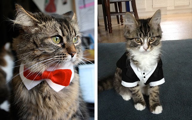 Cat Costumes for Your Wedding