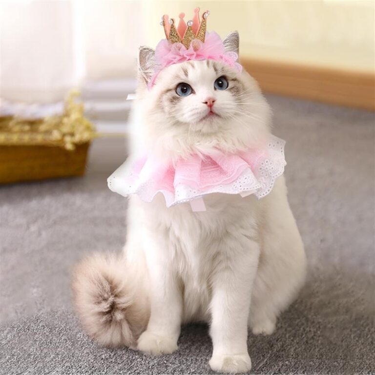 How to Choose Cat Costumes for Your Wedding The Only Guide You Need