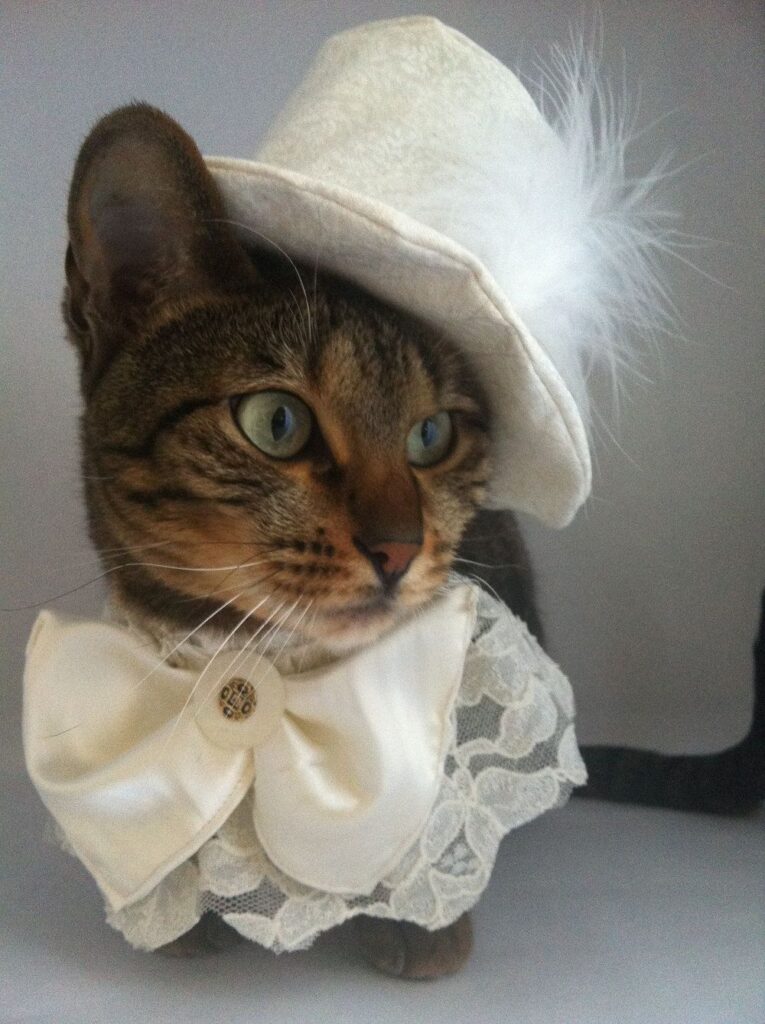 Cat Costumes for Your Wedding-big hat and tie very cute