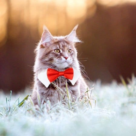 Cat Costumes for Your Wedding-Bow tie