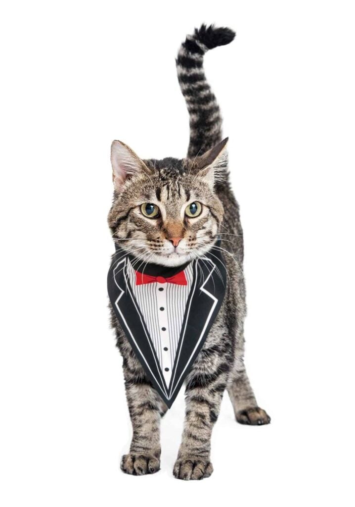 Cat Costumes for Your Wedding-Traditional wedding suits