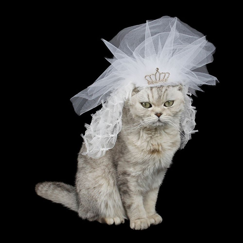 Cat Costumes for Your Wedding-bandana