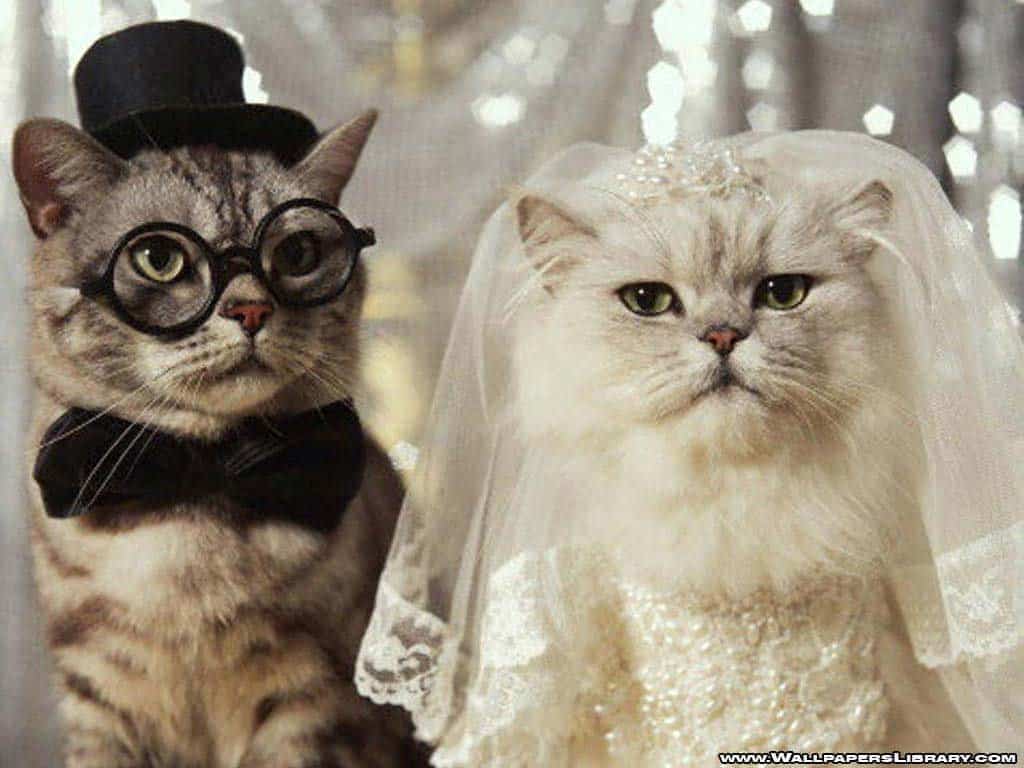 Cat Costumes for Your Wedding-funny cat costume