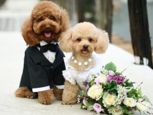Dog Costumes for Your Wedding-1