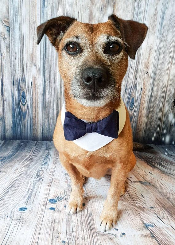 Dog Costumes for Your Wedding Bow Tie