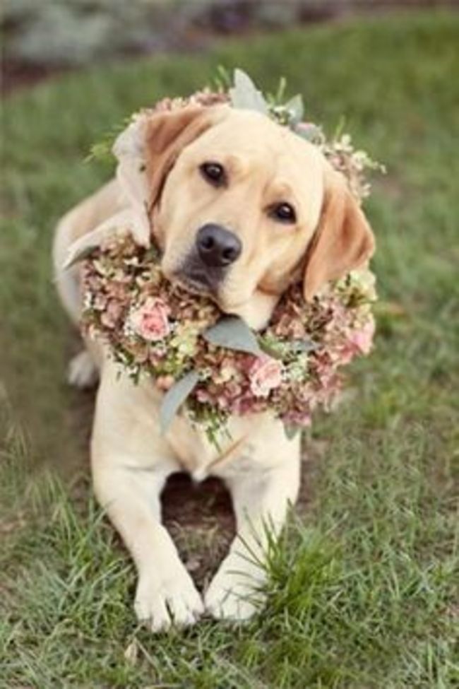 Dog Costumes for Your Wedding-Dog of Honor Floral Collar