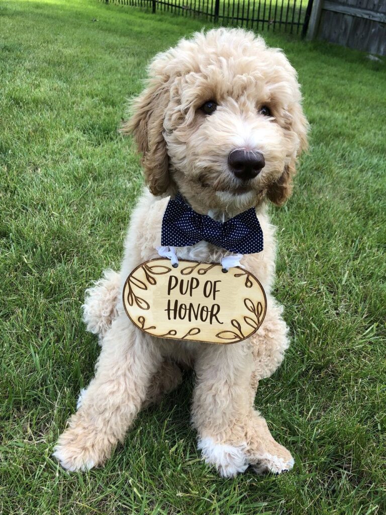 Dog Costumes for Your Wedding Pup of Honor