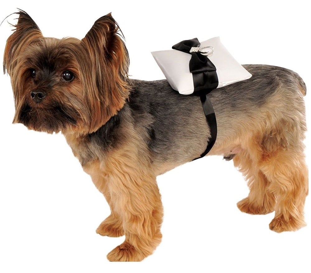 Dog Costumes for Your Wedding-Ribbon Bearer