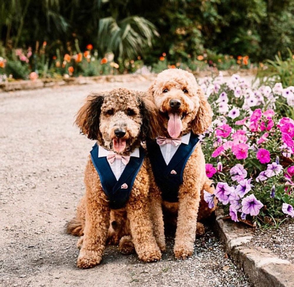 Dog-Costumes-for-Your-Wedding-dog-tuxedo