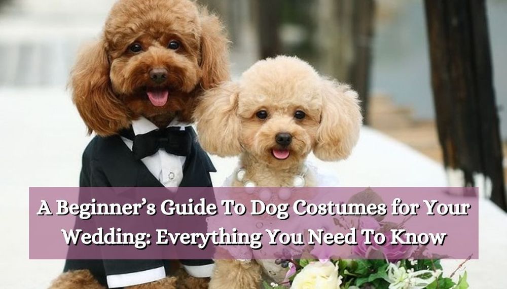 A Beginner’s Guide To Dog Costumes for Your Wedding: Everything You Need To Know
