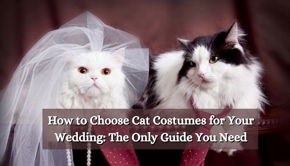 How to Choose Cat Costumes for Your Wedding: The Only Guide You Need