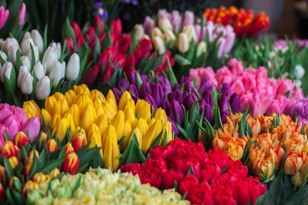 tulips floral arrangement