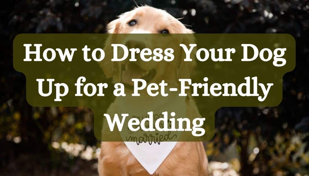How to Dress Your Dog Up for a Pet-Friendly Wedding