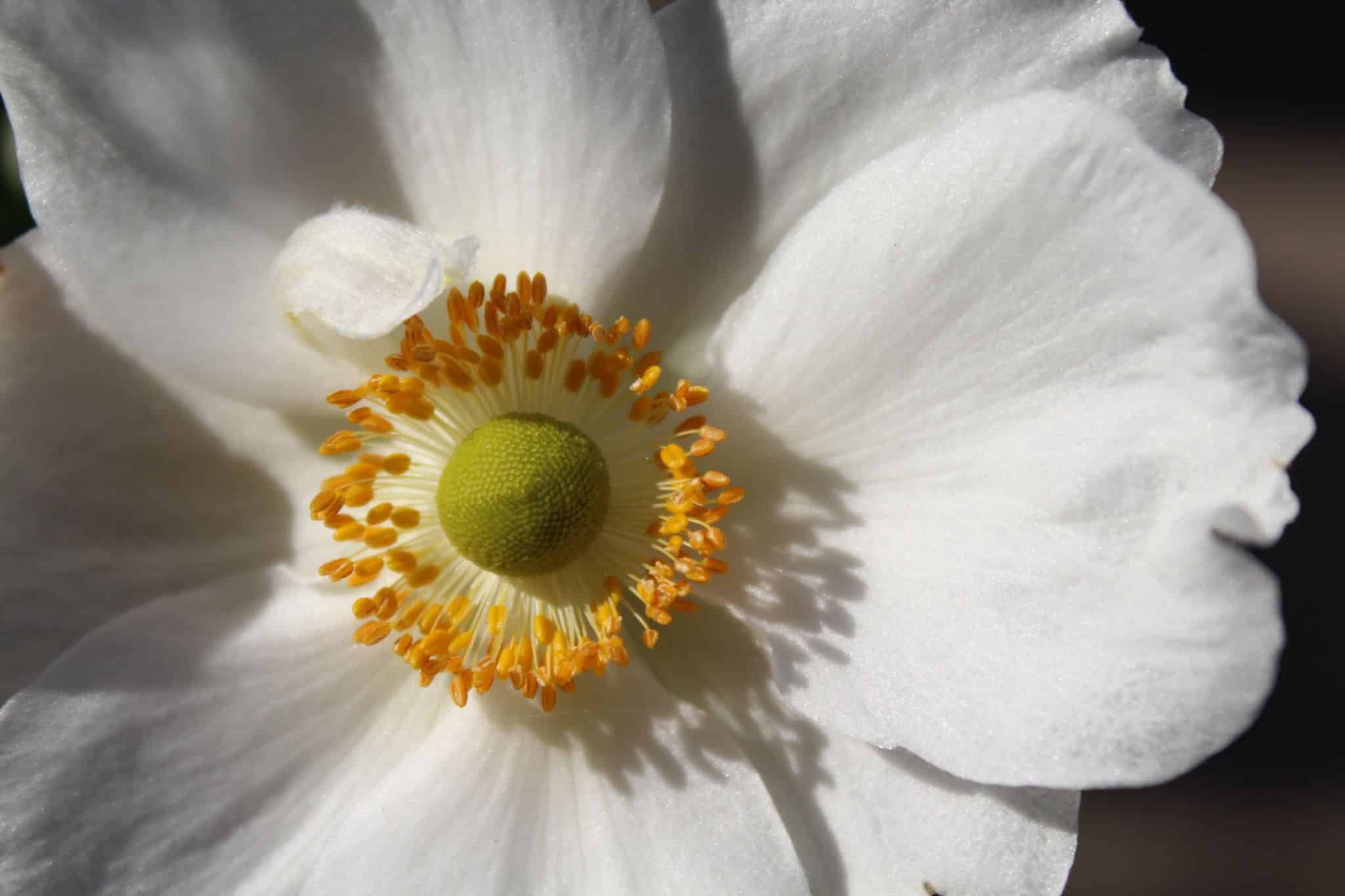 How To Order Fresh Anemones In Bulk For Events