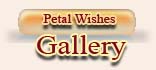 Petal Wishes Gallery
